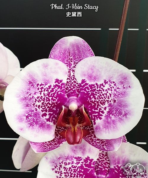 Phal. I-Hsin Stacy 2.5''