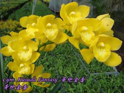 Cym. Kusuda Fantasy 2.5'