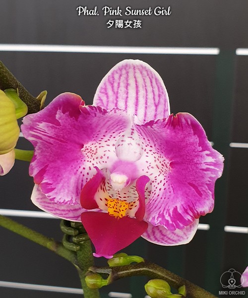 Phal. Pink Sunset Girl 2.5''