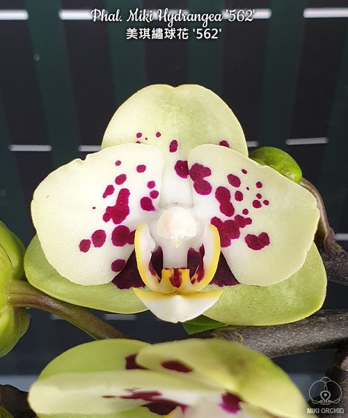 Phal. Miki Hydrangea '562' 2.5"