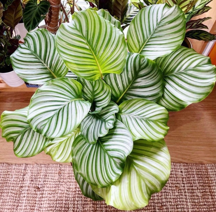 Calathea орбифолия