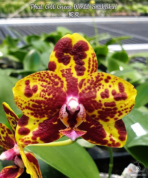 Phal. GW Green World 'Snakeskin' 2.5''
