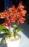 Phal. GW Green World 'Snakeskin' 2.5''