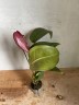 Anthurium Scherzerianum (Ø 7 см)