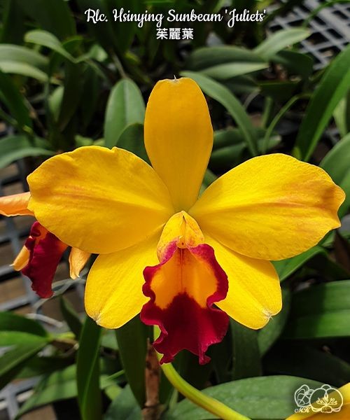Rlc. Hsinying Sunbeam 'Juliets' 2.5''