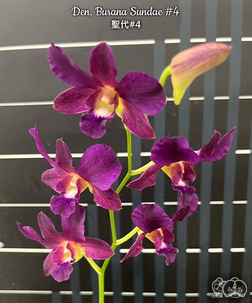 Den. Burana Sundae #4 2.8"