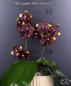 Phal. Yaphon Black Leopard '1679' 2.5"