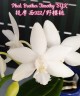 Phal. Brother Timothy 'SYK' 2.5''