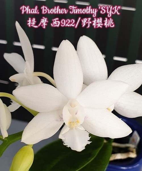 Phal. Brother Timothy 'SYK' 2.5''