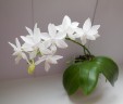 Phal. Brother Timothy 'SYK' 2.5''
