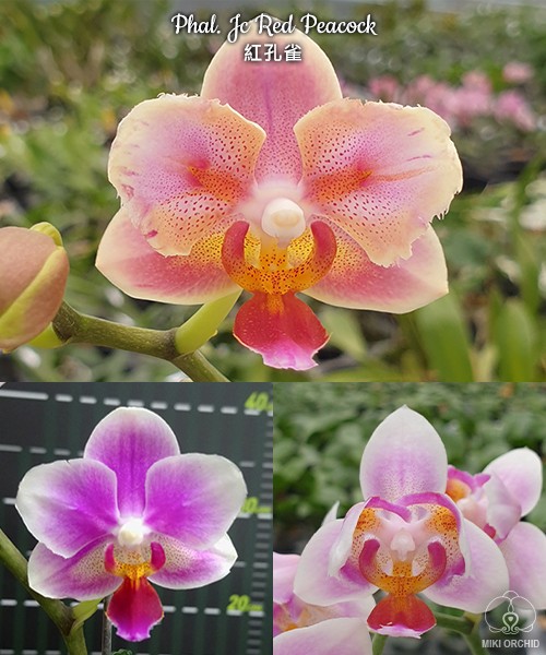 Phal. Jc Red Peacock 2.5"