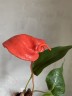 Anthurium Scherzerianum Christine rood (Ø 7 см)