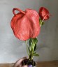 Anthurium Scherzerianum Christine rood (Ø 7 см)