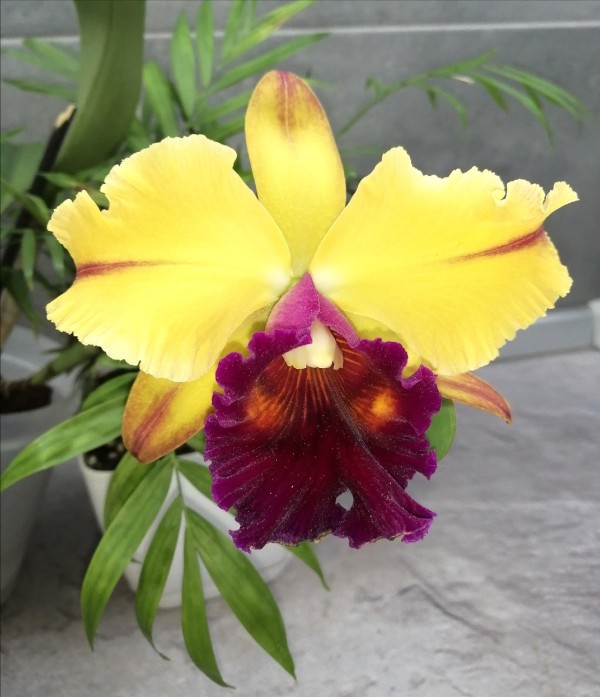 Rlc. Tainan Gold 2.5"