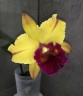 Rlc. Tainan Gold 2.5"