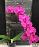 Phal. Fureshing Sweet Angel '1356' 2.5''