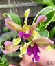 Den. Burana Sundae (variegata) 1.7"