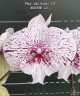 Phal. Miki Meteor '121' 2.5'' УЦЕНКА (мех пов лист)