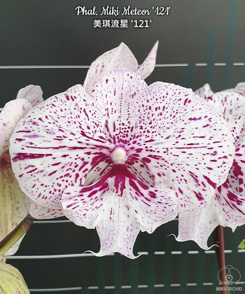 Phal. Miki Meteor '121' 2.5'' УЦЕНКА (мех пов лист)