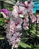 Phal. Miki Meteor '121' 2.5'' УЦЕНКА (мех пов лист)