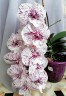 Phal. Miki Meteor '121' 2.5'' УЦЕНКА (мех пов лист)