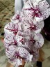 Phal. Miki Meteor '121' 2.5'' УЦЕНКА (мех пов лист)