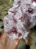Phal. Miki Meteor '121' 2.5'' УЦЕНКА (мех пов лист)