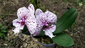 Phal. Miki Meteor '121' 2.5'' УЦЕНКА (мех пов лист)