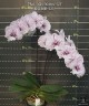 Phal. Miki Meteor '121' 2.5'' УЦЕНКА (мех пов лист)
