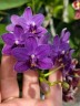 Phal. Ching Ann Mary '1830' 2.5"