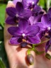 Phal. Ching Ann Mary '1830' 2.5"