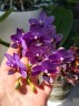 Phal. Ching Ann Mary '1830' 2.5"