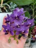 Phal. Ching Ann Mary '1830' 2.5"