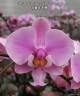 Phal. schilleriana 'Pink Butterfly' AM/AOS 2.5'' УЦЕНКА (нет нижн. лист.)