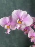 Phal. schilleriana 'Pink Butterfly' AM/AOS 2.5'' УЦЕНКА (нет нижн. лист.)