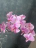Phal. schilleriana 'Pink Butterfly' AM/AOS 2.5'' УЦЕНКА (нет нижн. лист.)