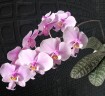 Phal. schilleriana 'Pink Butterfly' AM/AOS 2.5'' УЦЕНКА (нет нижн. лист.)