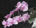 Phal. schilleriana 'Pink Butterfly' AM/AOS 2.5'' УЦЕНКА (нет нижн. лист.)