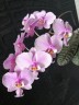 Phal. schilleriana 'Pink Butterfly' AM/AOS 2.5'' УЦЕНКА (нет нижн. лист.)