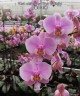 Phal. schilleriana 'Pink Butterfly' AM/AOS 2.5'' УЦЕНКА (нет нижн. лист.)