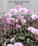 Phal. schilleriana 'Pink Butterfly' AM/AOS 2.5'' УЦЕНКА (нет нижн. лист.)
