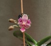 Phal. Caribbean Sunset × minus (peloric - 3 lips ) 2.5"