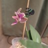 Phal. Caribbean Sunset × minus (peloric - 3 lips ) 2.5"