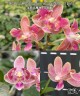Phal. Caribbean Sunset × minus (peloric - 3 lips ) 2.5"