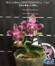 Phal. Caribbean Sunset × minus (peloric - 3 lips ) 2.5"