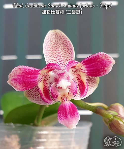 Phal. Caribbean Sunset × minus (peloric - 3 lips ) 2.5"