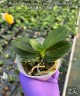 Phal. Caribbean Sunset × minus (peloric - 3 lips ) 2.5"
