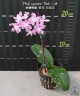 Phal. equestris 'Pink' × sib 2.5''