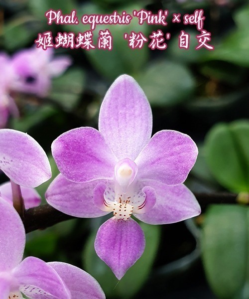 Phal. equestris 'Pink' × sib 2.5''