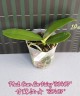 Phal. Gan Lin Fairy '80407' 2.5"